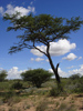 Kalahari shrubland nahe Ghanzi, Botswana