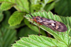 Potamophylax cingulatus  Erzgebirge