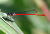 Agriocnemis forcipata dark male, Cameroon, Akonolinga