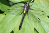 Gomphus vulgatissimus, female  Leipziger Auwald