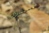 Paragomphus elpidius, Mnnchen  Kasane, Botswana