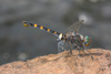 Zygonoides fuelleborni, Weibchen mit Eiern  Kasane,Botswana