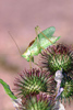 Tettignia cantans, male  Leinawald Altenburg